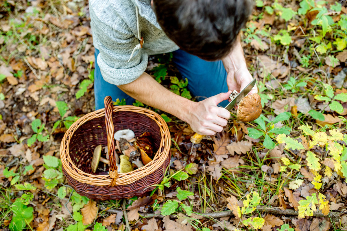 mushroom foraging basket knife